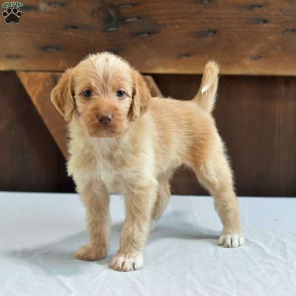 Lynelle, Labradoodle Puppy